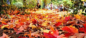 Így segíthetnek az őszi levéltakarításban a drónok