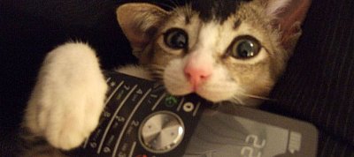 Itt az első kifejezetten macskáknak készült mobiltelefon