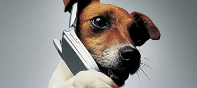 Kutyáknak szánt okostelefont ad ki a Motorola