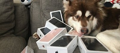 Ennek a kutyának több iPhone 7-ese van, mint nálatok az egész cégnek