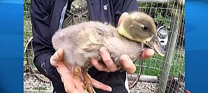 3D-s nyomtatással kap új lábat Dudley, a béna kiskacsa