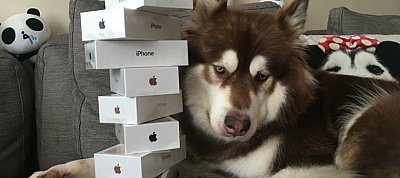 A kutya sem nagyon veszi az új iPhone 8-at