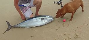 Így lehet egy hétköznapi drónnal horgászni tonhalra