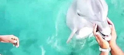 Elképesztő: Delfin mentett meg egy iPhone-t a tengerből