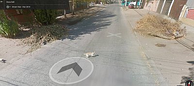Kiskutyát ütött el a Google Street View egyik autója?