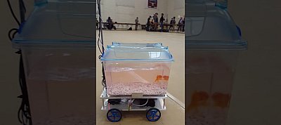 Saját robotakváriummal támadhat az emberiségre ez az aranyhal