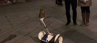 Segway-t vezető baglyot filmeztek le az utcán
