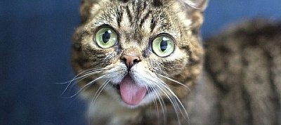Elpusztult Lil Bub, az internet legaranyosabb macskája