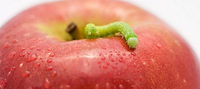 Az Apple hivatalos alkalmazásboltját is elárasztották a kártevők