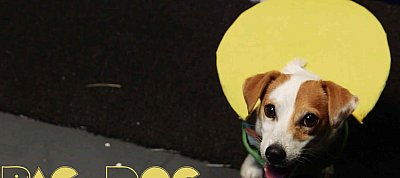 Napi humor: Amikor egy kutya tolja a Pac-Man-t