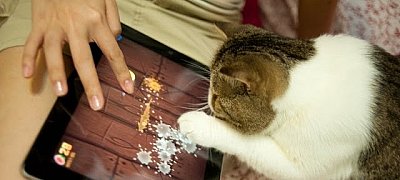 Napi humor: A macskák Fruit Ninja-t játszanának