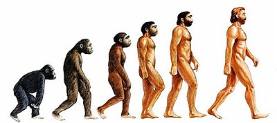 Napi humor: Evolúció